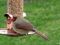 34399CrLeSh - Cardinals at our bird feeder   Each New Day A Miracle  [  Understanding the Bible   |   Poetry   |   Story  ]- by Pete Rhebergen